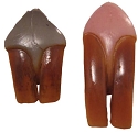 Beaver Front Teeth<br>FINISHED 